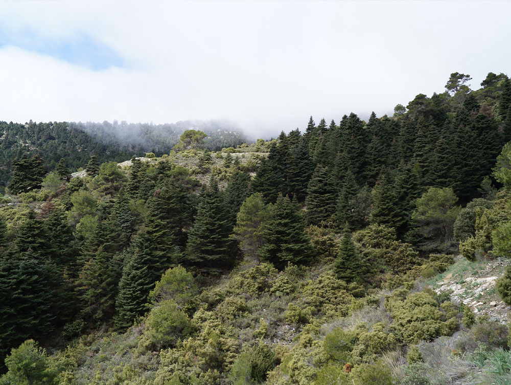 Pinsapar en la Sierra de las Nieves